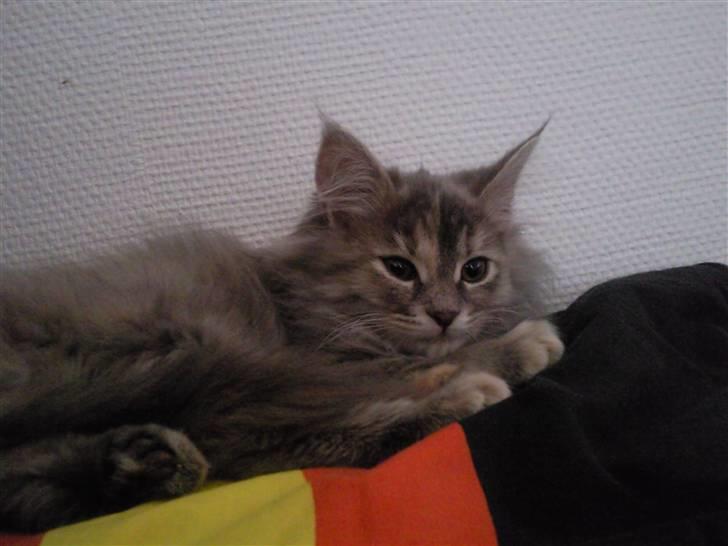 Blanding af racer McGonagall billede 8