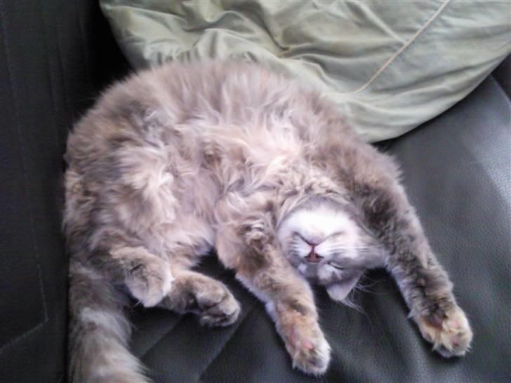 Blanding af racer McGonagall billede 9