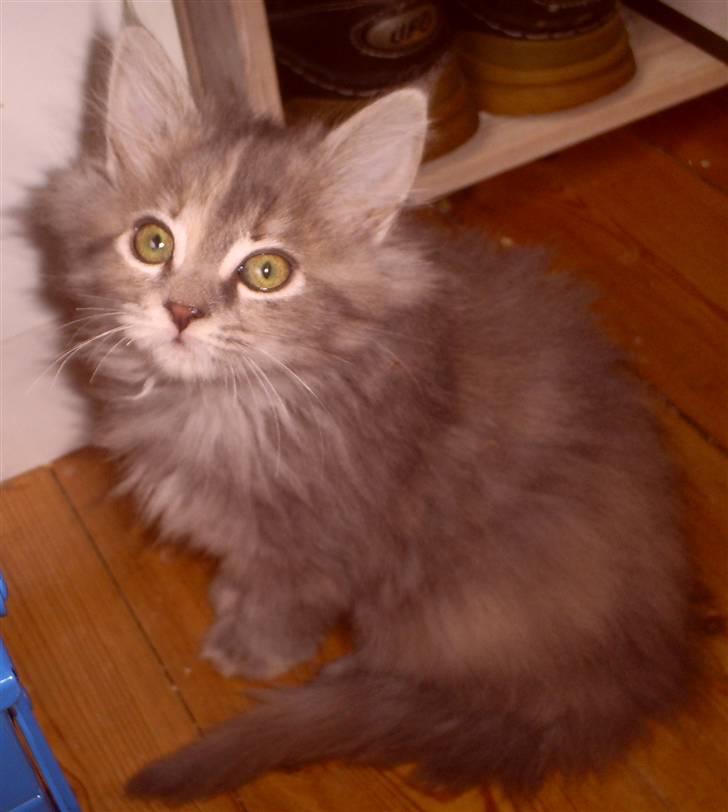 Blanding af racer McGonagall billede 10