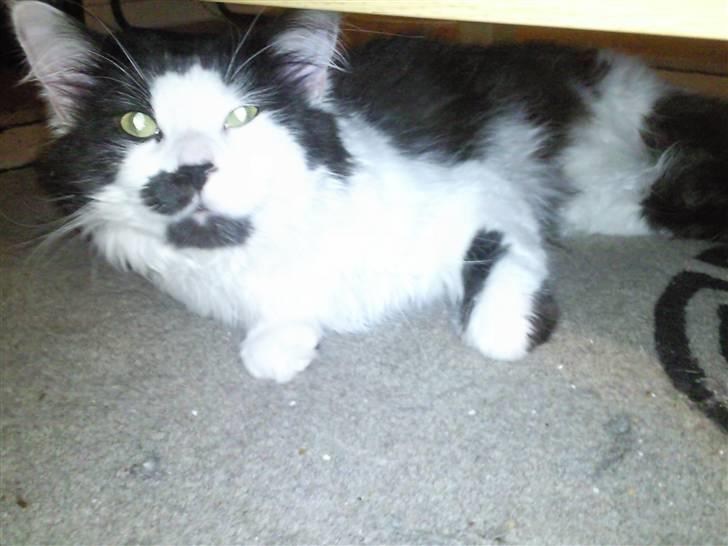 Maine Coon Viggo billede 6