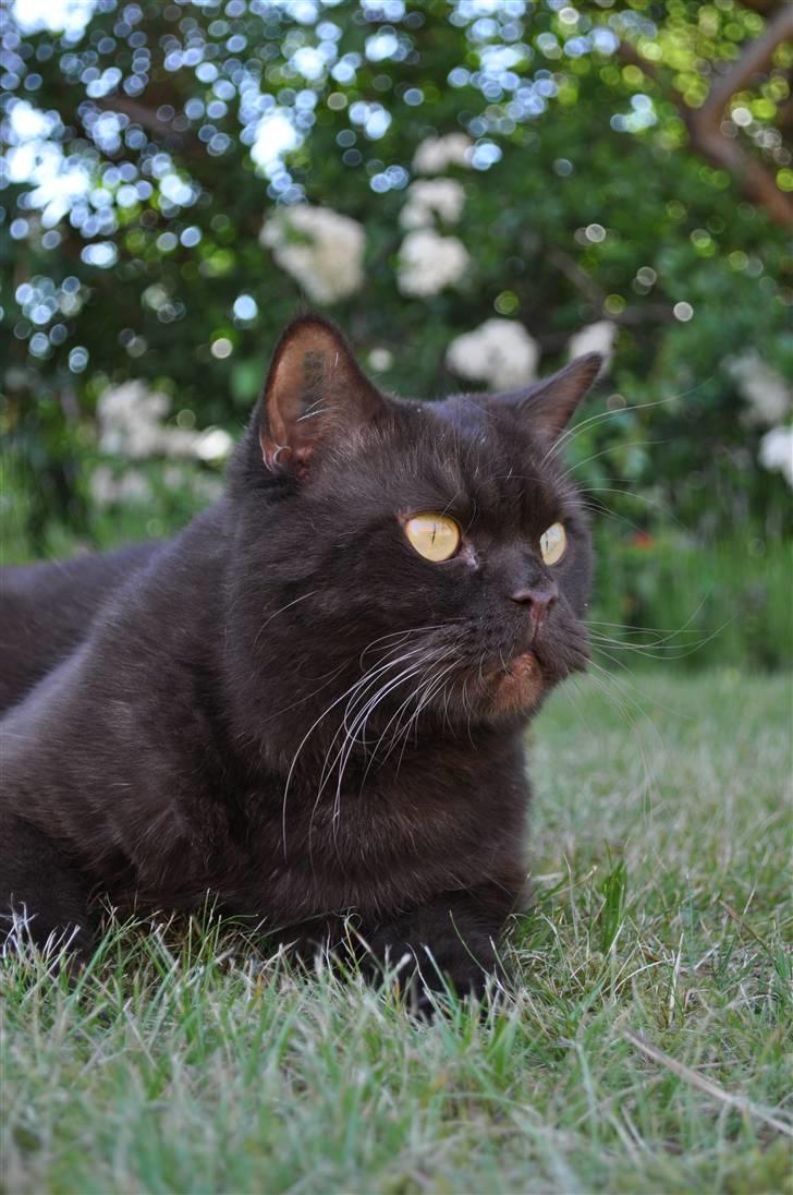 British Shorthair Findus billede 1