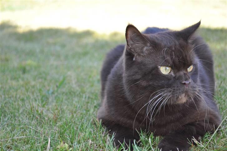 British Shorthair Findus billede 2