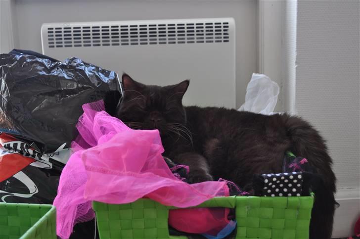 British Shorthair Findus - Mmmmmhhhhh... Elsker når Mor sorterer tøj! billede 3