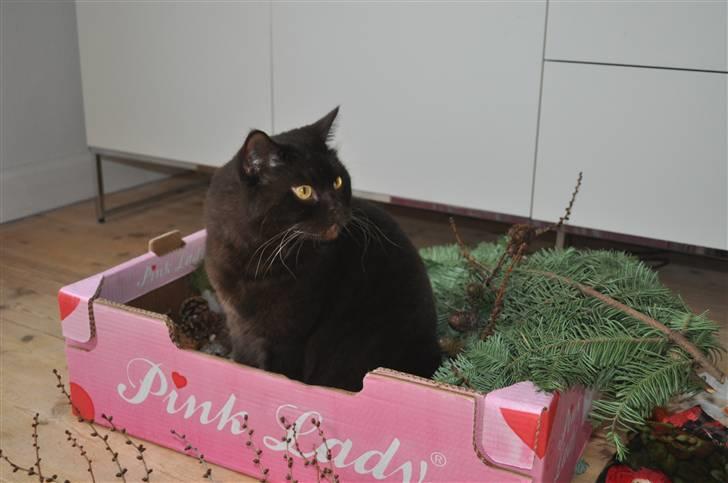 British Shorthair Findus - Hjælper med juledekorationerne billede 4