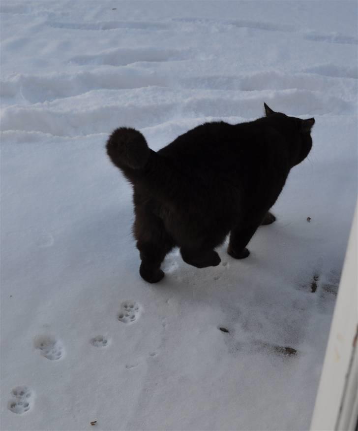 British Shorthair Findus - Så stak Findus lige af, ud i sneen billede 5