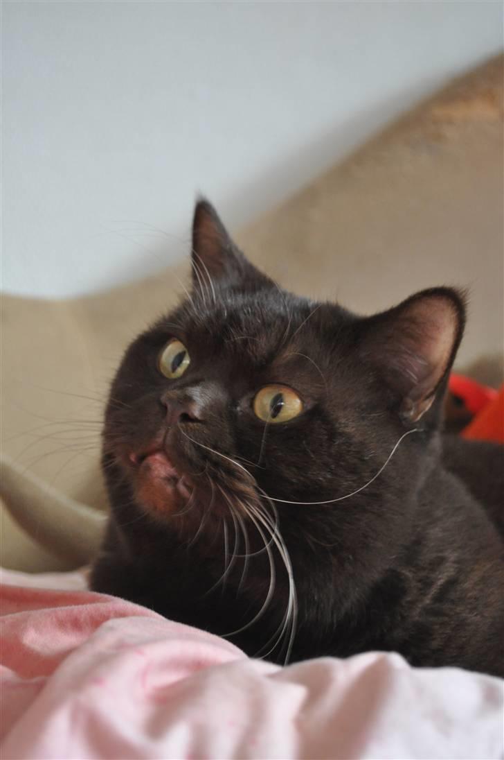 British Shorthair Findus billede 6