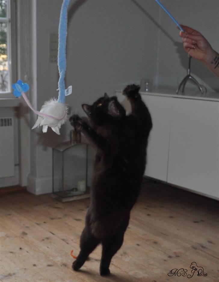 British Shorthair Findus billede 7