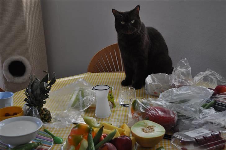 British Shorthair Findus billede 8