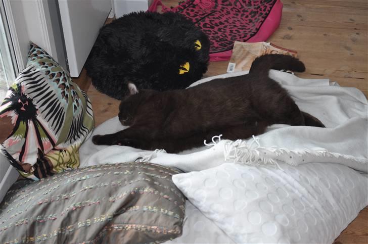 British Shorthair Findus billede 9