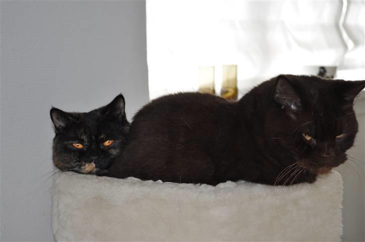 British Shorthair Findus - *maser Viola* Her kan jeg da sagtens være! billede 10