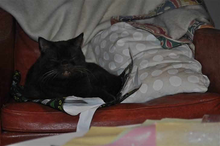 British Shorthair Findus billede 11