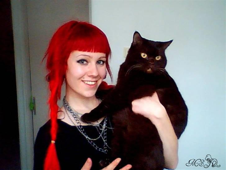 British Shorthair Findus - Elsker det billede! billede 12