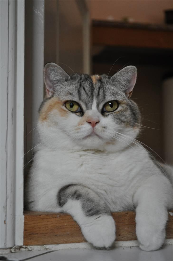 Blanding af racer Lady Rosa billede 1