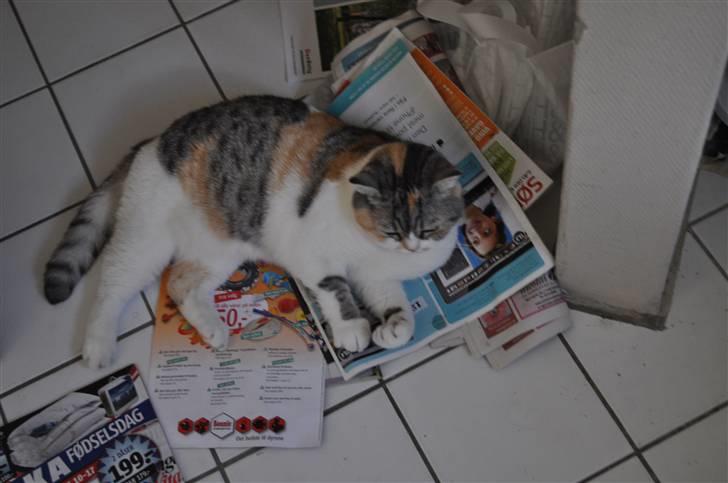 Blanding af racer Lady Rosa - Jeg eeelsker når der kommer reklamer! billede 2