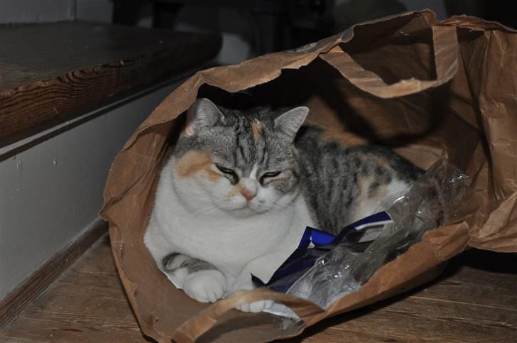 Blanding af racer Lady Rosa billede 3