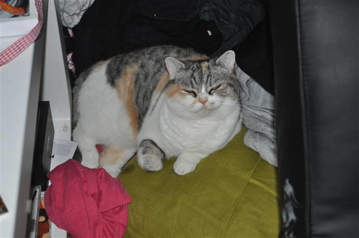 Blanding af racer Lady Rosa - glad og tilfreds diva billede 4