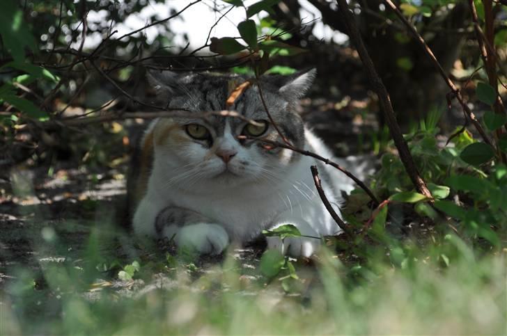 Blanding af racer Lady Rosa billede 5