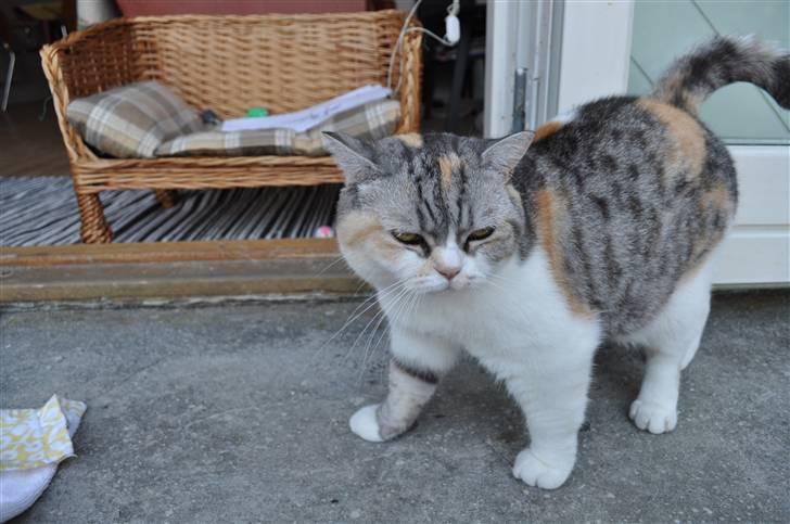 Blanding af racer Lady Rosa billede 6