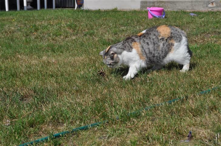 Blanding af racer Lady Rosa billede 7