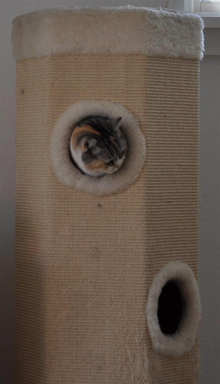 Blanding af racer Lady Rosa billede 8