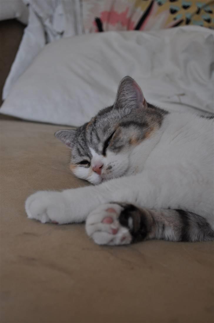 Blanding af racer Lady Rosa billede 9