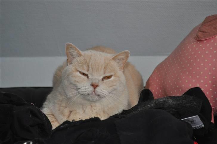 British Shorthair Pasht's Coco billede 1