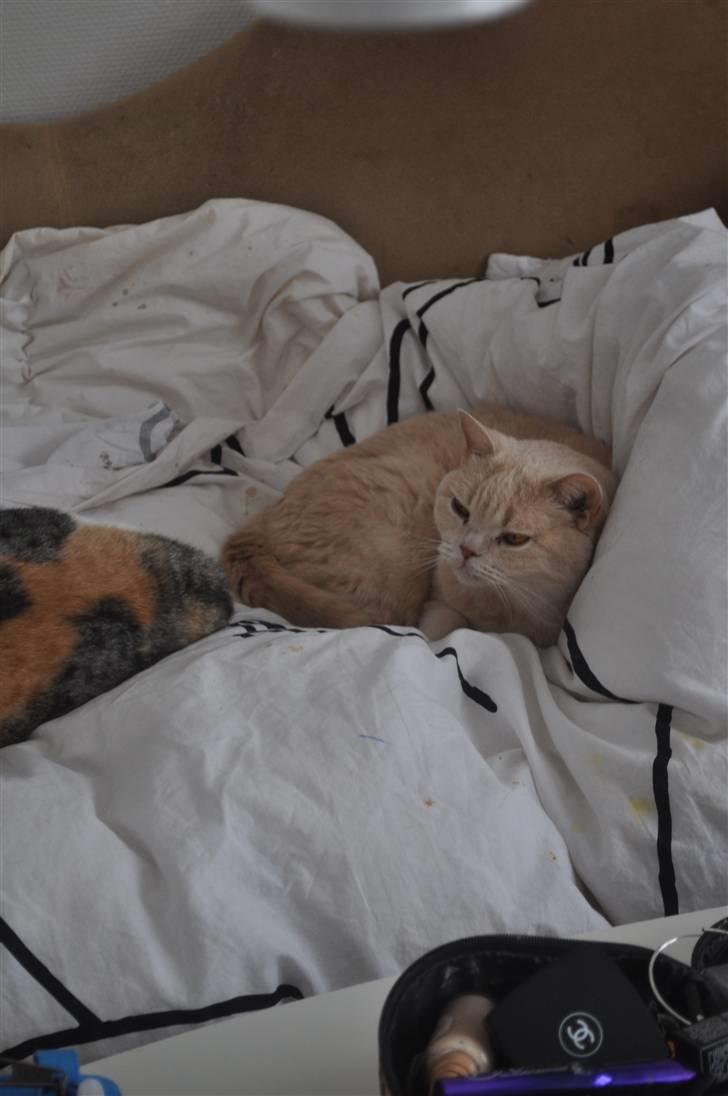 British Shorthair Pasht's Coco billede 2