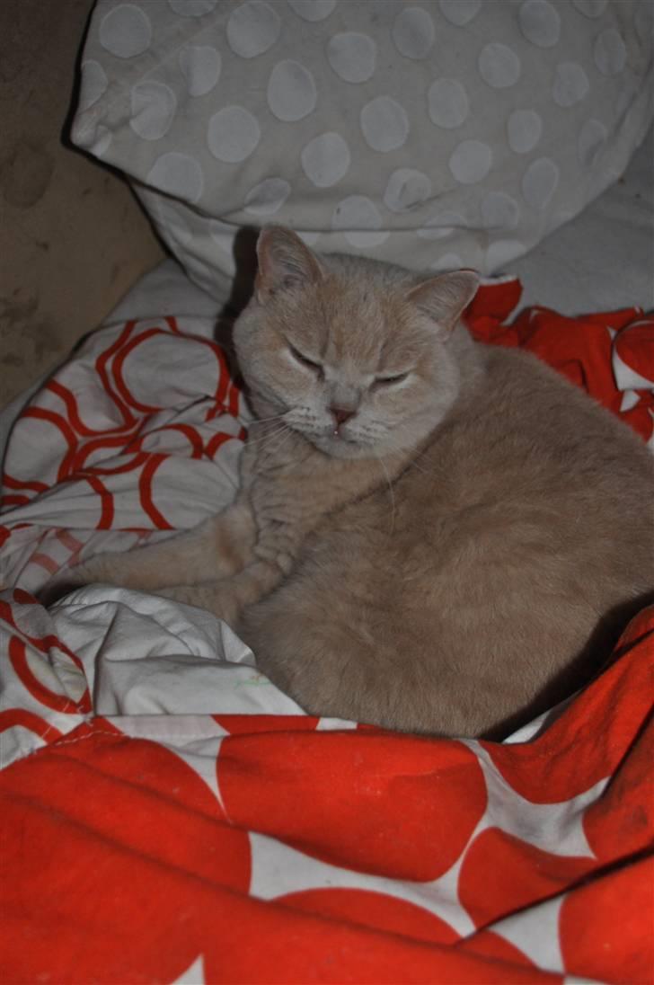British Shorthair Pasht's Coco billede 3