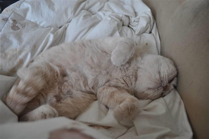 British Shorthair Pasht's Coco billede 4