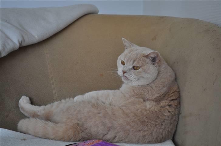 British Shorthair Pasht's Coco billede 5