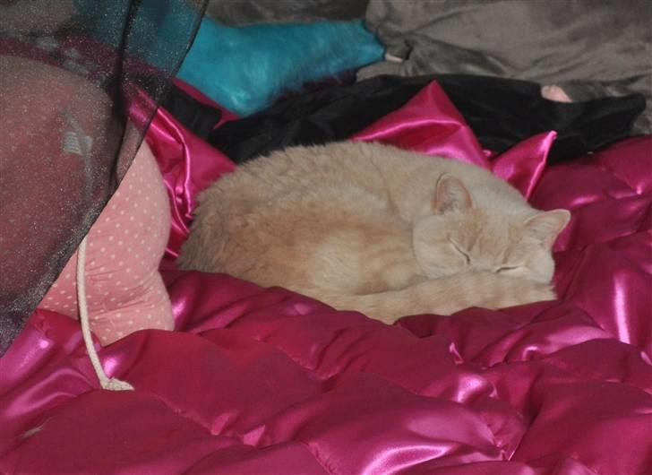 British Shorthair Pasht's Coco billede 6