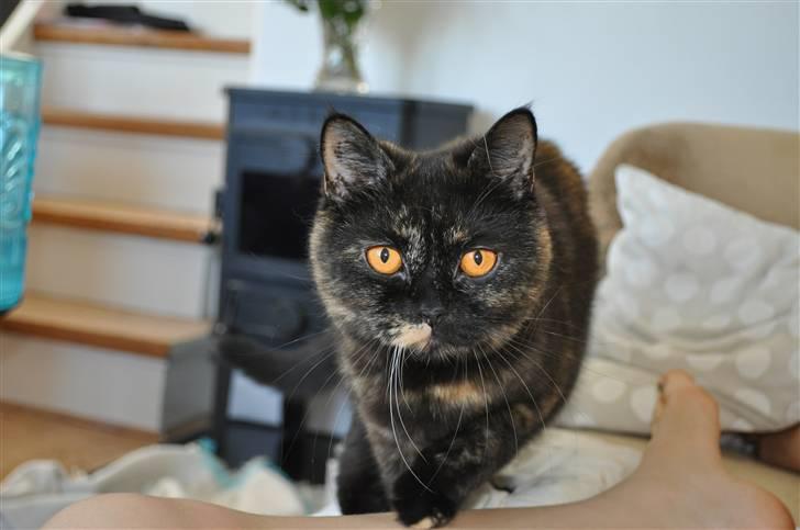 British Shorthair Maou's Viola Morgenstern billede 1