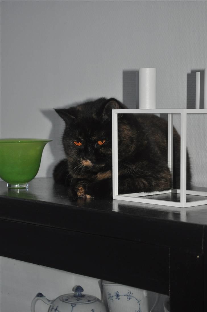 British Shorthair Maou's Viola Morgenstern billede 2