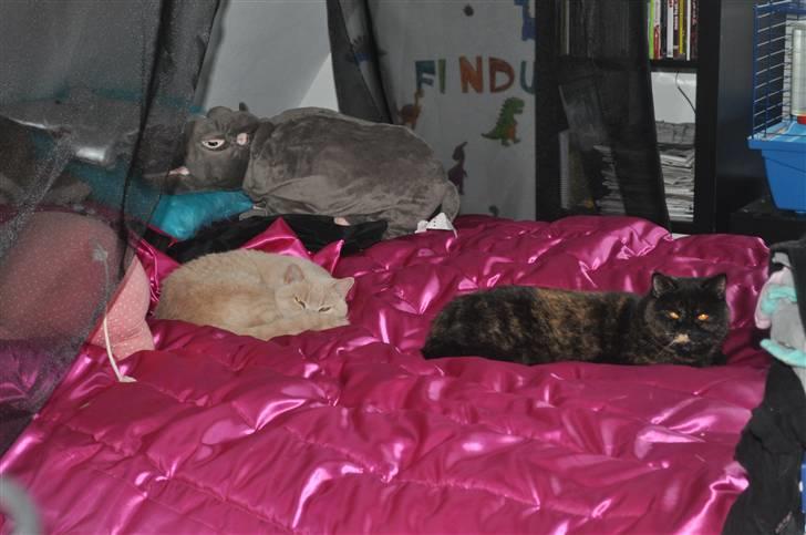 British Shorthair Maou's Viola Morgenstern billede 3