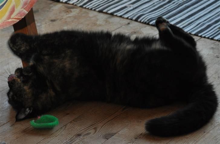 British Shorthair Maou's Viola Morgenstern billede 4