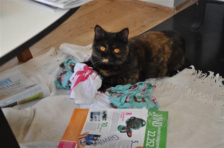 British Shorthair Maou's Viola Morgenstern billede 5