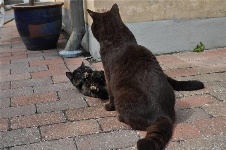 British Shorthair Maou's Viola Morgenstern billede 6