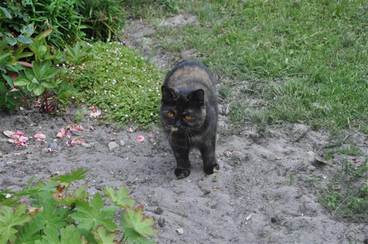 British Shorthair Maou's Viola Morgenstern billede 7