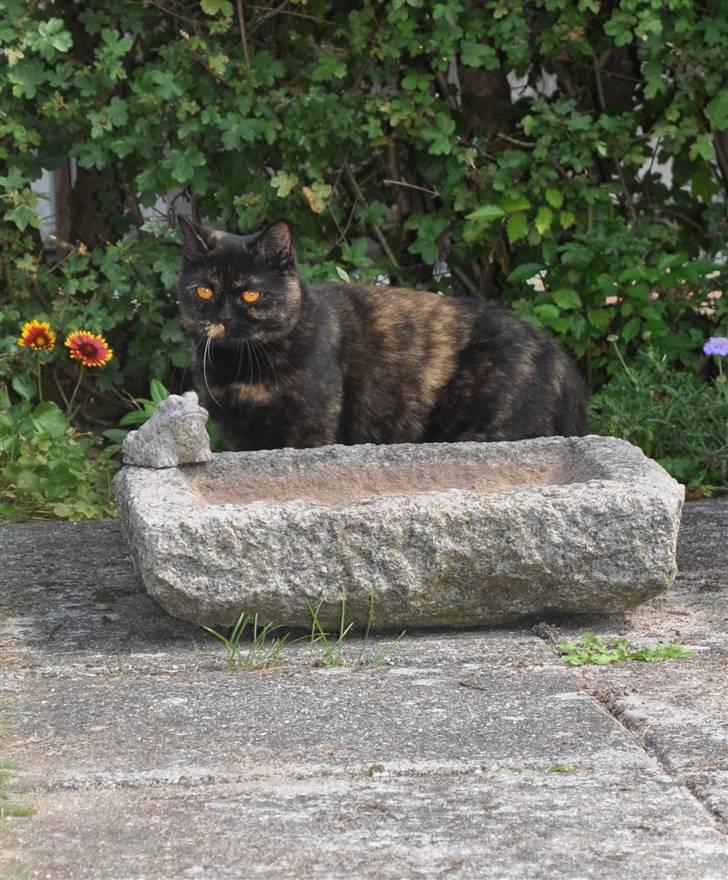 British Shorthair Maou's Viola Morgenstern billede 8