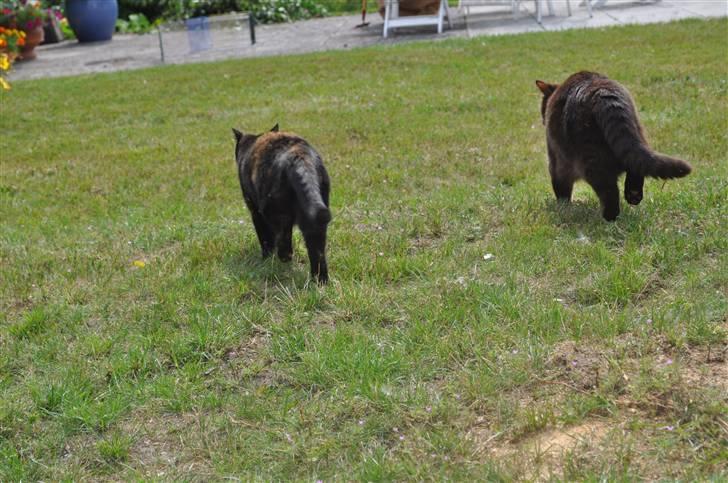 British Shorthair Maou's Viola Morgenstern billede 9