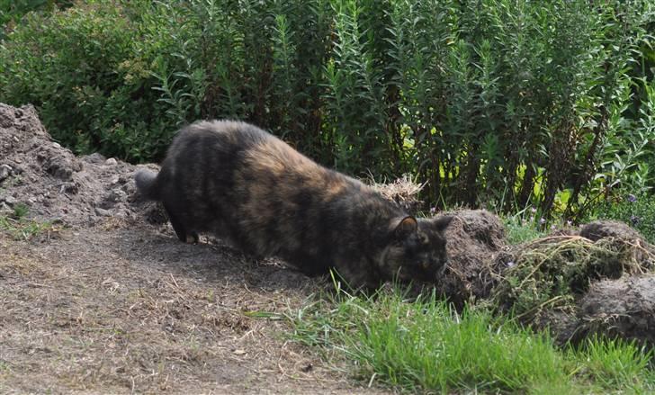 British Shorthair Maou's Viola Morgenstern billede 10