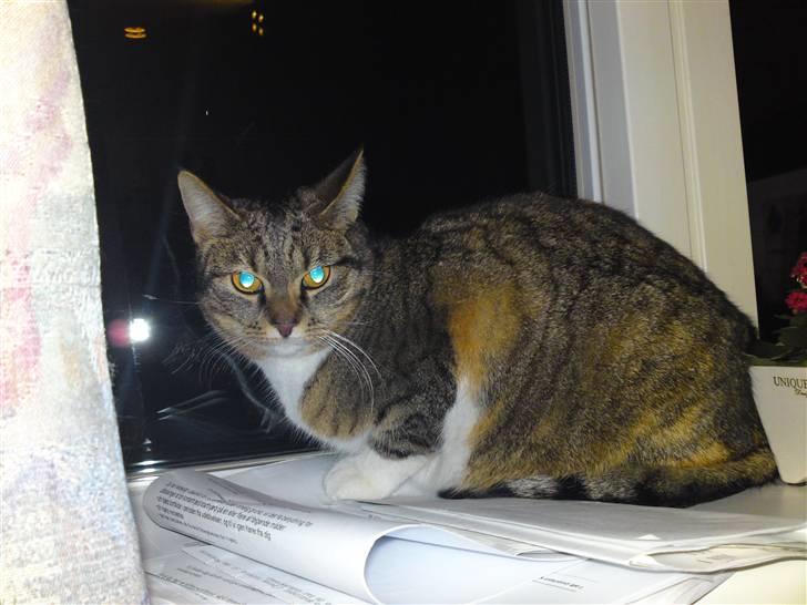 Blanding af racer Erna RIP billede 1