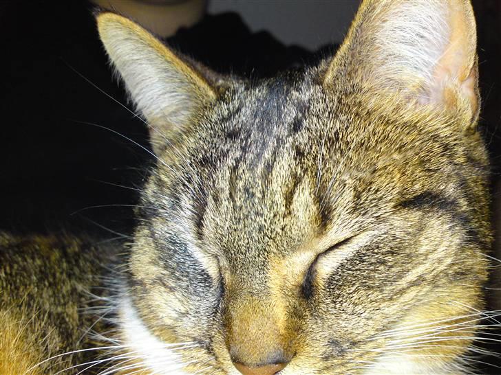 Blanding af racer Erna RIP billede 2