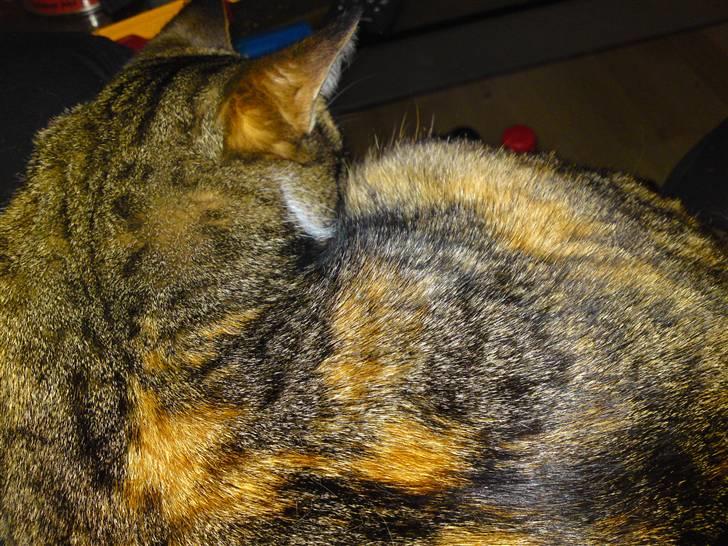 Blanding af racer Erna RIP billede 3