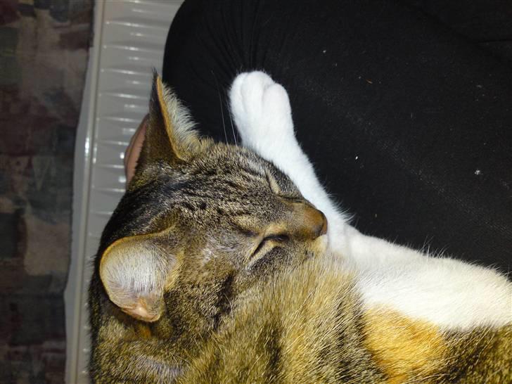 Blanding af racer Erna RIP billede 4