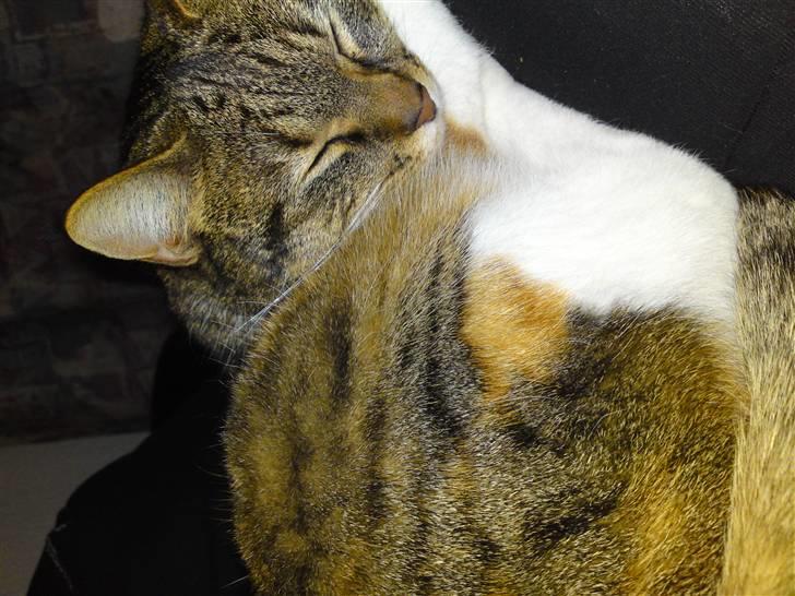 Blanding af racer Erna RIP billede 5