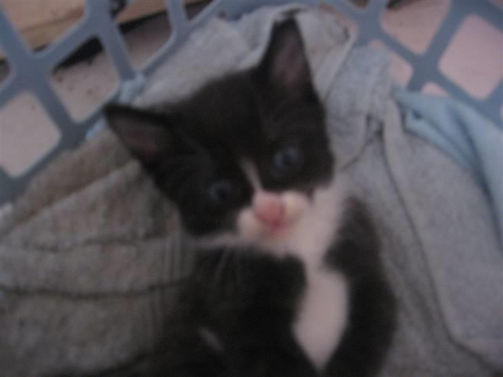 Blanding af racer Sorte *R.I.P* billede 1