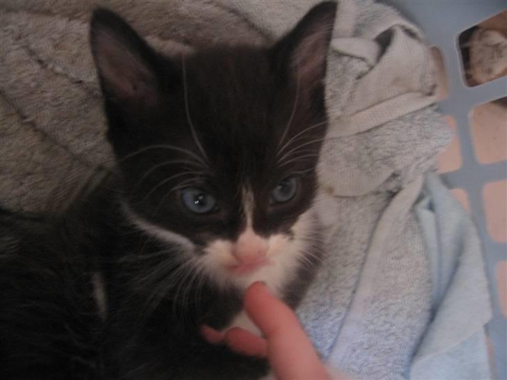 Blanding af racer Sorte *R.I.P* billede 2