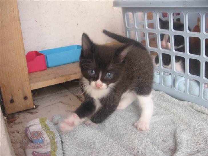 Blanding af racer Sorte *R.I.P* billede 3