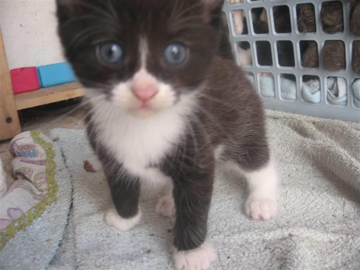 Blanding af racer Sorte *R.I.P* billede 4